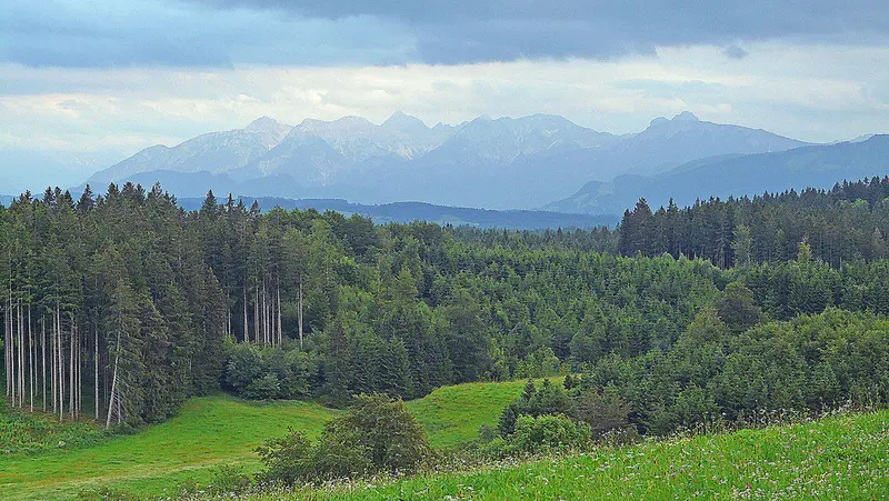 Kempter Wald bei Hauptmannsgreut mit Allgäuer Alpen im Hintergrund